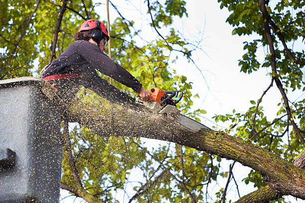 Best Tree Clearing Services  in Coleman, TX